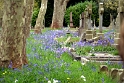 With a London Plane on the left, and the gravestones on the right, this carpet of bluebells is flourishing.