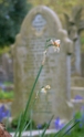 A dying daffodil in a cemetery!