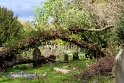 A fallen tree provides interest amongst the stones