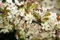 Detail of the cherry blossom